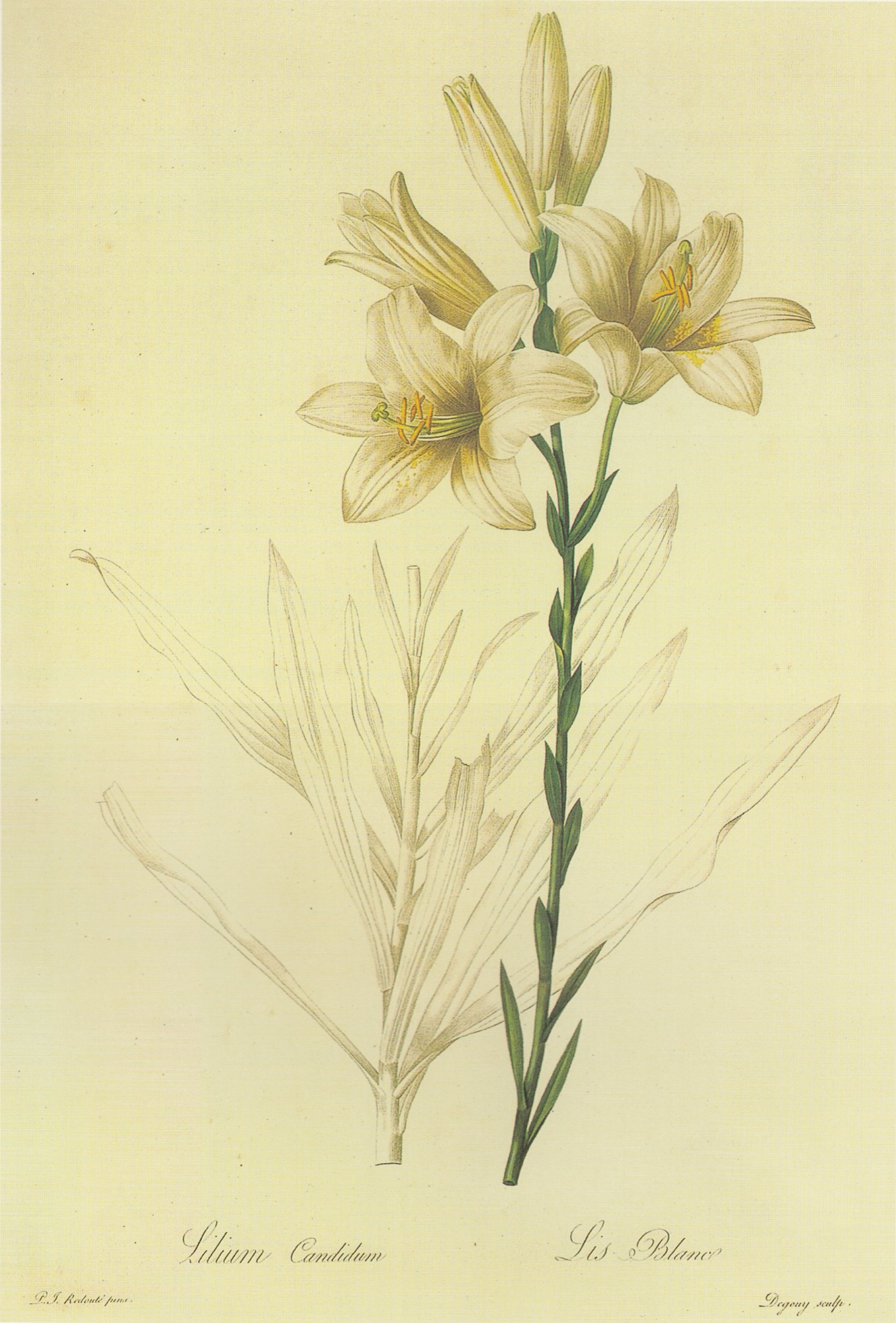 A hand-colored engraving of white Madonna lilies on a tall green stem.